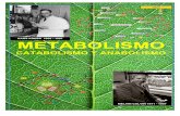 Metabolismo catabolismo y anabolismo 16 17