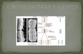 Cromosomas y genes arn-adn y metabolismo