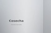 COSECHA INF103S8