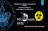 Microscopia y RPBI MAVB