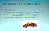 Clasificación de invertebrados