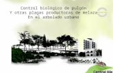 Control biologico del pulgon y otras plagas secretoras de melaza en el arbolado urbano