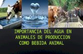 Importancia del agua en animales de produccion como