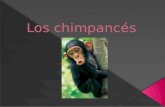 Los chimpancés