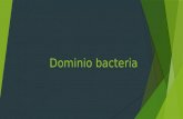 Dominio bacteria