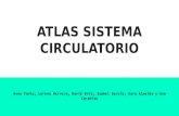 Atlas sistema circulatorio