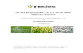 Enfoque microeconómico del cultivo del arroz