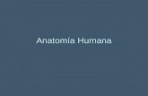 Anatom+¡a humana(dibujos)
