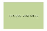 Tejidos vegetales. IES Ramón Arcas