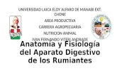 Anatomía y fisiología del aparato digestivo de los rumiantes