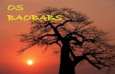 Os baobabs