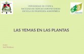 Yemas en las plantas-botanica