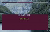 Animales del continente oceanico:Australia