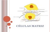 Exposicion celulas-matriz-e-histogenesis
