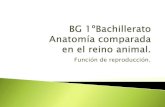 1BACH Anatomía comparada animal. Función de reproducción.