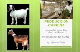 Producción de carne caprina