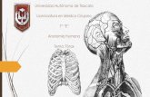 Anatomía humana I  tórax