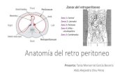 Anatomía del retro peritoneo