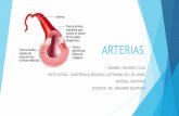 Arterias deber tercer parcial ricardo caiza