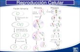 3.2 Reproduccion celular mitosis y meiosis