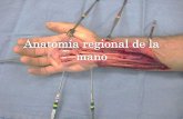 Anatomía regional de la mano