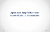 Aparatos reproductores-masculinos-y-femeninos