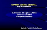 Examen clínico veterinario i. aquavetshop.