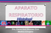 Histología del sistema Respiratorio 2015