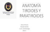 Anatomía tiroides y paratiroides