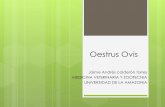 Oestrus ovis parasitologia