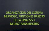 Organización del sistema nervioso, funciones básicas de la sinapsis y neurotransmisores