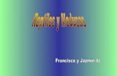 Presentación de francisco y jazmín 4 c