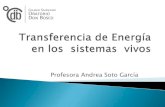 Transferencia de energía  en los  sistemas  vivos