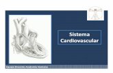 Sistema Cardiovascular - Tele Medicina de Tampico · PDF fileEl sistema cardiovascular comprende esencialmente: - Un órgano central de impulsión, el corazón. - Un conjunto de ductos,