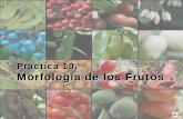 Práctica 10: Morfología de los Frutos - euita.upv.es PDF/Clasificacion Frutos.pdf · partes de la flor o incluso el mismo eje de la inflorescencia en su desarrollo, por lo que estaríamos
