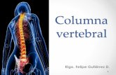 Columna vertebral - · PDF file• Compuesta por colágeno. • Resiste compresiones. • No cizallamientos. • 60 a 70% de agua. • 50 a 60% colágeno. ... • Amplio en la columna