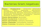 Bacterias Gram negativas - · PDF file• Las bacterias que no fermentan la lactosa utilizan la ... presentarse en el hombre y en los animales domésticos y silvestres; en todos estos