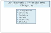 20. Bacterias Intracelulares Obligadas · PDF fileR. rickettsii Es un patógeno del hombre y el perro; en el primero causa la Fiebre de las Montañas Rocallosas. La FMR zoonotica es