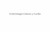 EmbriologíaCabezay+Cuello+ · PDF fileseparados+por+bolsas+y+hendiduras+faríngeas,+le+conﬁeren+alacabezay+cuello+el+aspecto+ pico