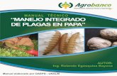 MANEJO INTEGRADO DE PLAGAS EN EL CULTIVO DE · PDF filemedidas de control, ... El gorgojo de los Andes es considerado como plaga clave para el cultivo de la papa. ... El principio