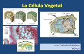 Introducción a la célula vegetal - gestioncinegetica · PDF fileReino FUNGI. Reino PLANTAE. Reino ANIMALIA. Los 6 Reinos (modifica la clasificación de R.H. Whittaker de 5 reinos)