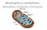 Bioenergética y metabolismo - ecaths1.s3.amazonaws.comecaths1.s3.amazonaws.com/molecularuader/Mitocondria.150491763.pdf · Energía a partir de lípidos y carbohidratos Energía