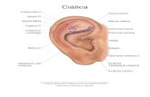 Ciática - downloads.miridiatech.comdownloads.miridiatech.com/auriculo/SamplePrintES.pdfInformación de protocolo Descripción El nervio ciático es el nervio más largo del cuerpo.