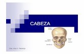 CABEZA - dea.unsj.edu.ardea.unsj.edu.ar/biologia2/HUESO CABEZA.pdf · CABEZA Se apoya en extremo superior de columna vertebral 22 huesos CRÁNEO: 8 HUESOS • FRONTAL • PARIETALES
