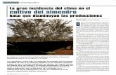cultivo del almendro - · PDF fileración y al posterior cuajado en los almendros. ... parte de las plantaciones de las zonas produc-toras. ... ciones de la provincia de Huelva y a