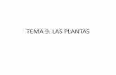 TEMA 9. LAS PLANTAS - IES Alfonso X el Sabioiesalfonsox.es/wp-content/uploads/2015/09/BLOQUE-5.-LAS-PLANTA… · interior de la raíz a través de las paredes celulares y de los espacios