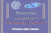 PROTOCTISTAS -   · PDF filemismos pigmentos que las plantas ... Paredes celulares de celulosa ... -Poseen células flageladas en sus ciclos vitales