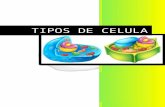 TIPOS DE CELULA - file · Web viewTIPOS DE CELULA . TIPOS DE ... Estas células se diferencian de las células animales debido a que una la podemos encontrar en plantas y la otra