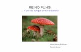 Reino Fungiecaths1.s3.amazonaws.com/jimenaciencia/388501162.Reino Fungi.pdf · Los Cinco Reinos 5. Reino Animal 4. Reino Vegetal 3. Reino Fungi 2. Reino Protista 1. Reino Monera