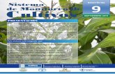 Sistema 9 de Monitoreo de C ultivos - web.maga.gob.gtweb.maga.gob.gt/download/Boletin 9 SMC -SEPTIEMBRE.pdf · Los precios del maíz blanco a nivel de consumidor presentaron incrementos